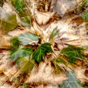 Efeu...... Sabine Schröder